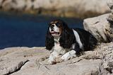 CAVALIER KING CHARLES 563